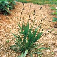 Spitzwegerich ist eine ganz wichtige Pflanze bei Erkältungen und entzündlichen Prozessen, denn es wirkt antibakteriell, antiviral und ist ein natürlicher Hustenlöser.